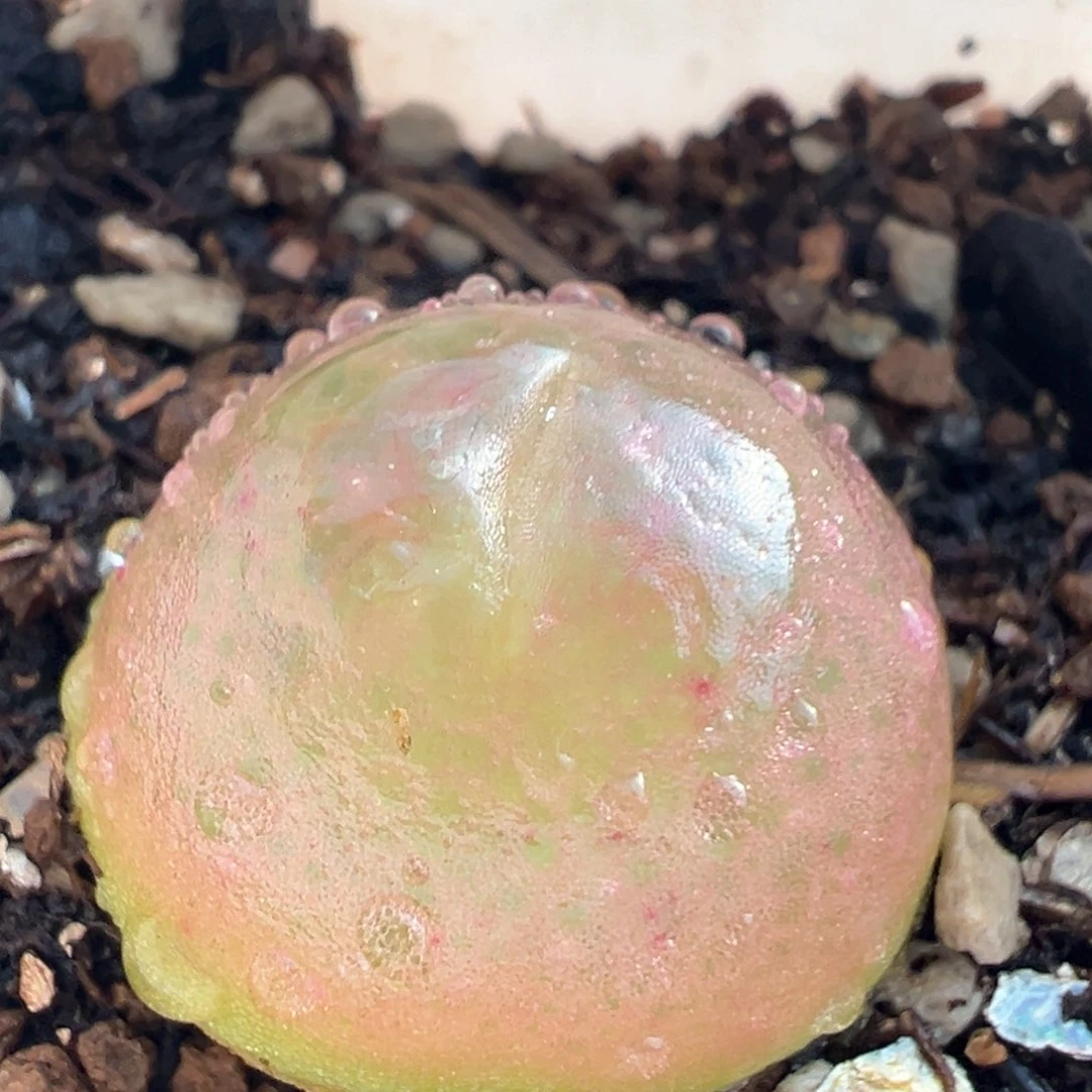 粉灯泡多肉植物136