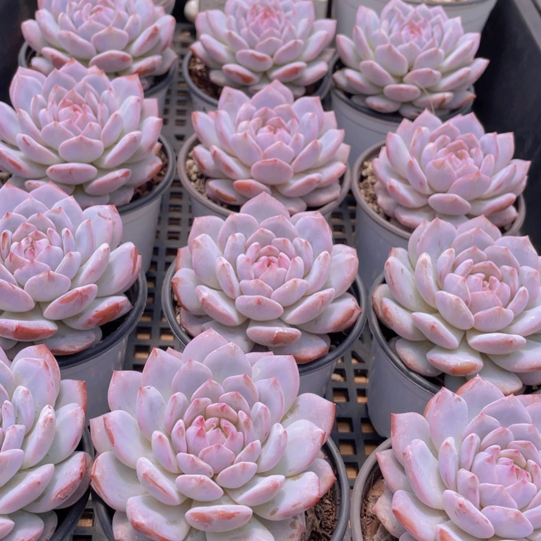 量拍31号 星星橙大单头一个