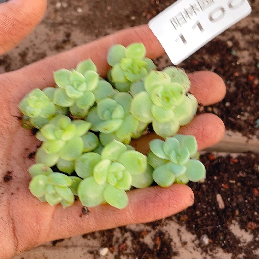 多肉植物多肉植物1100