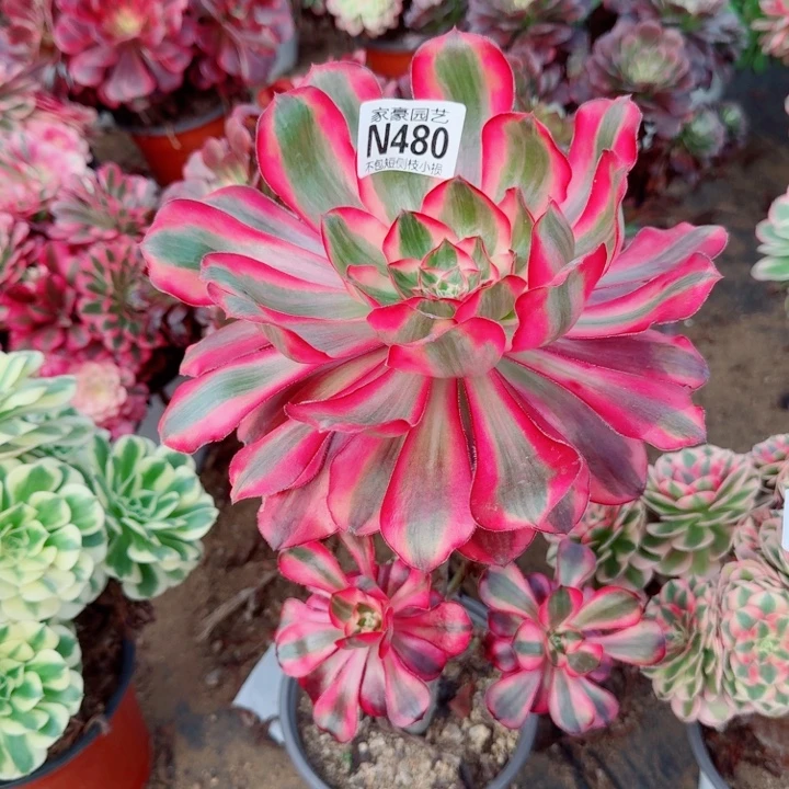 480五毒白官服15左右2