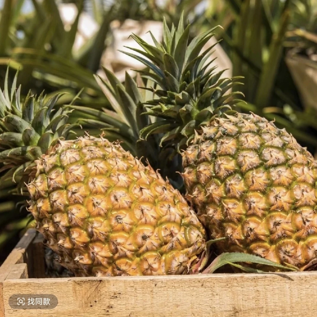 【鸟爱吃】金钻凤梨彩盒装3个头带箱5.5-6斤新鲜