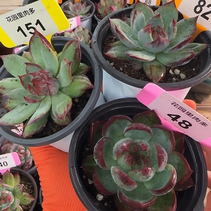 151、82、48 惊鸿仙子多肉植物