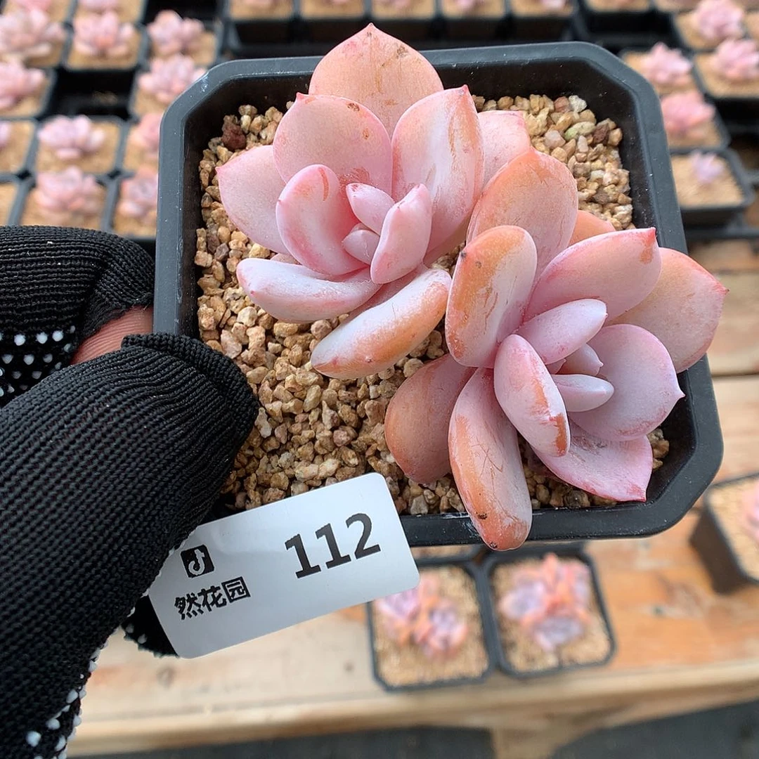 112奶茶多肉植物666