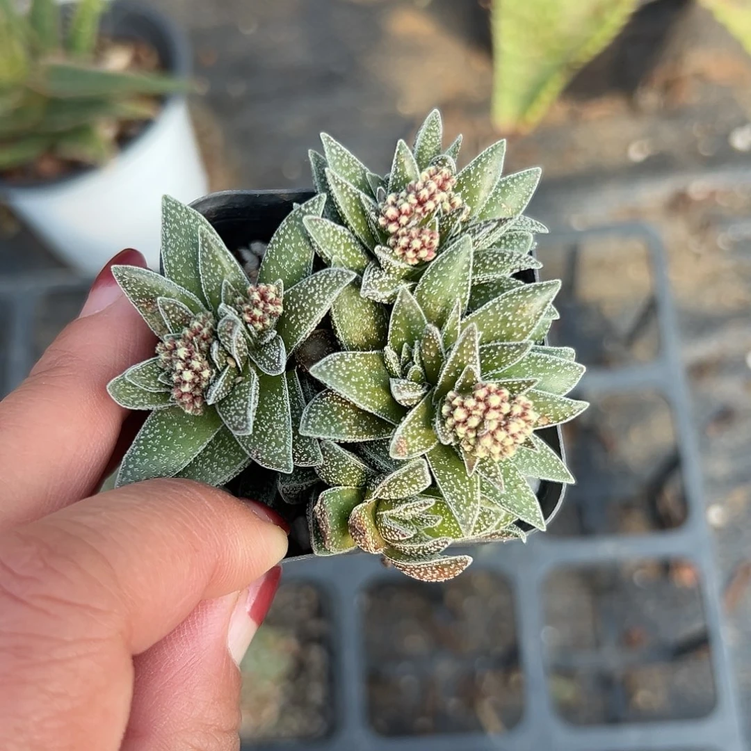多肉植物多肉植物
