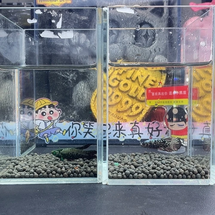 斗鱼71号926早两只