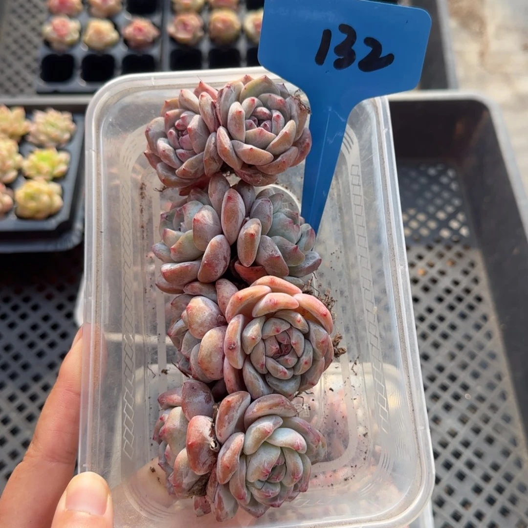 132石榴籽4颗特哈哈哈哈哈哈