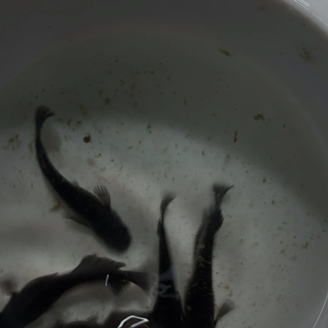 青鳉鱼漆黑礼服一碗 5条有公有母 101