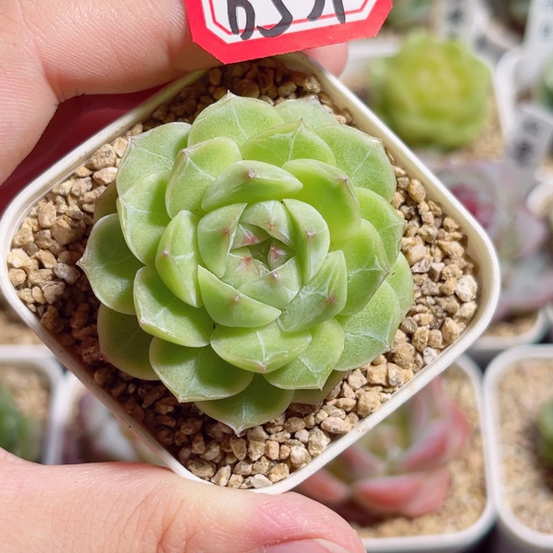 B531 一物一拍 缠枝