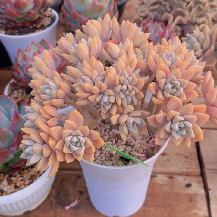 组合套餐编号65号