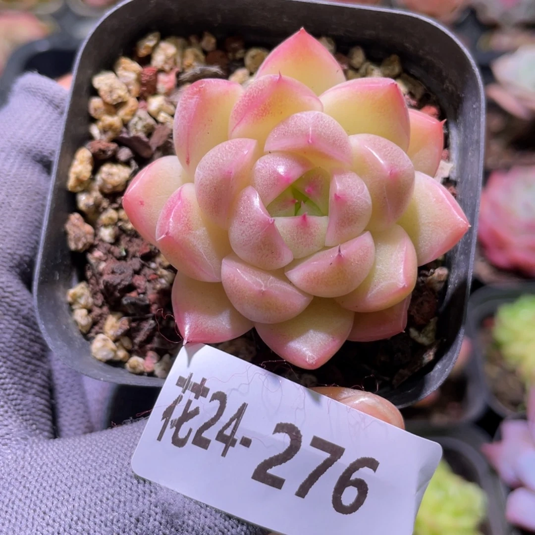 花利美24-276麦秆