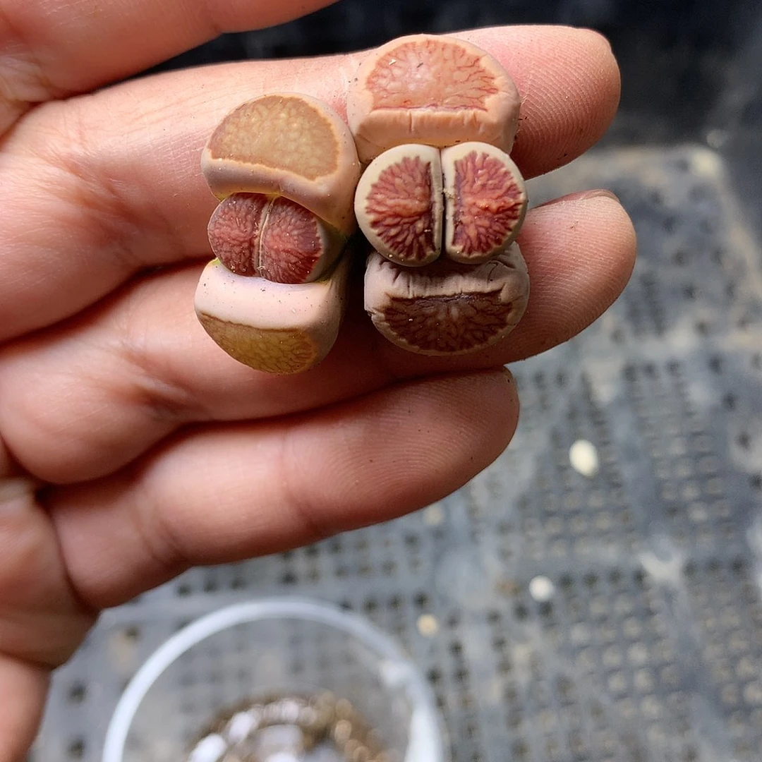 Y186多肉植物保护研究所