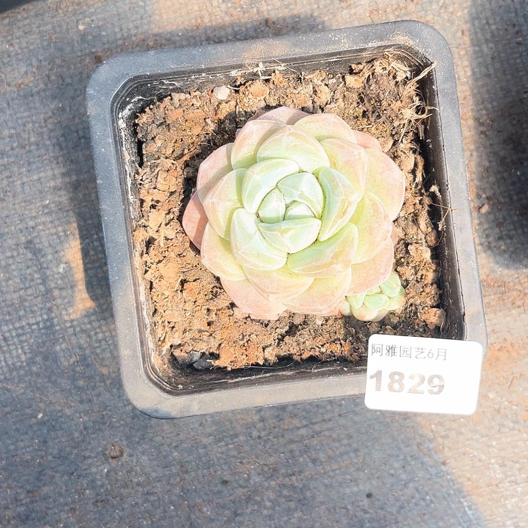 阿雅园艺。   1829冰玉白底