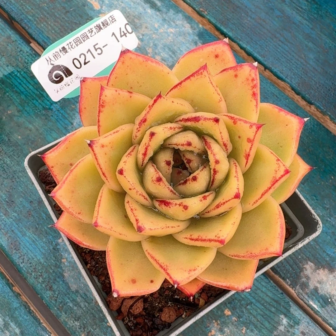 从前慢多肉精选编号0215.140