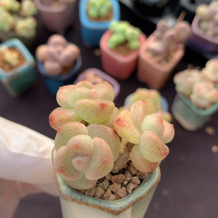 小脸冰玉 3头周正 晶体很赞