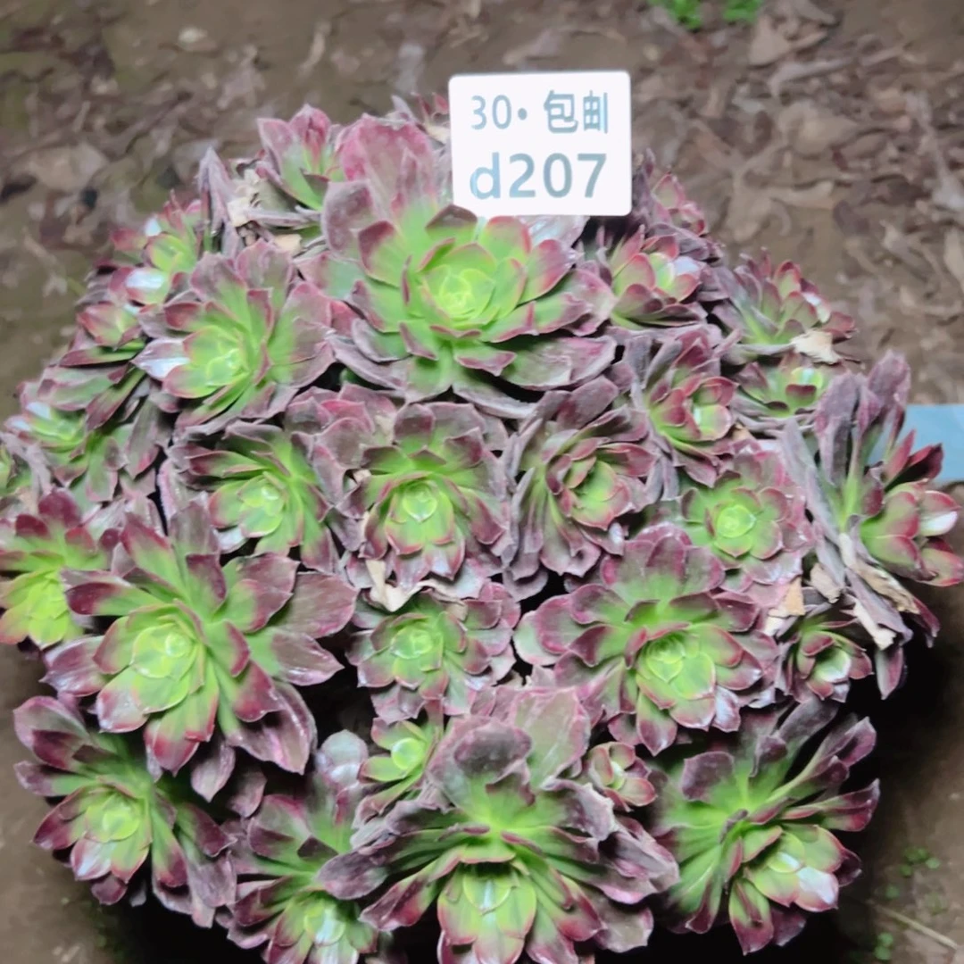 207安娜多肉法师