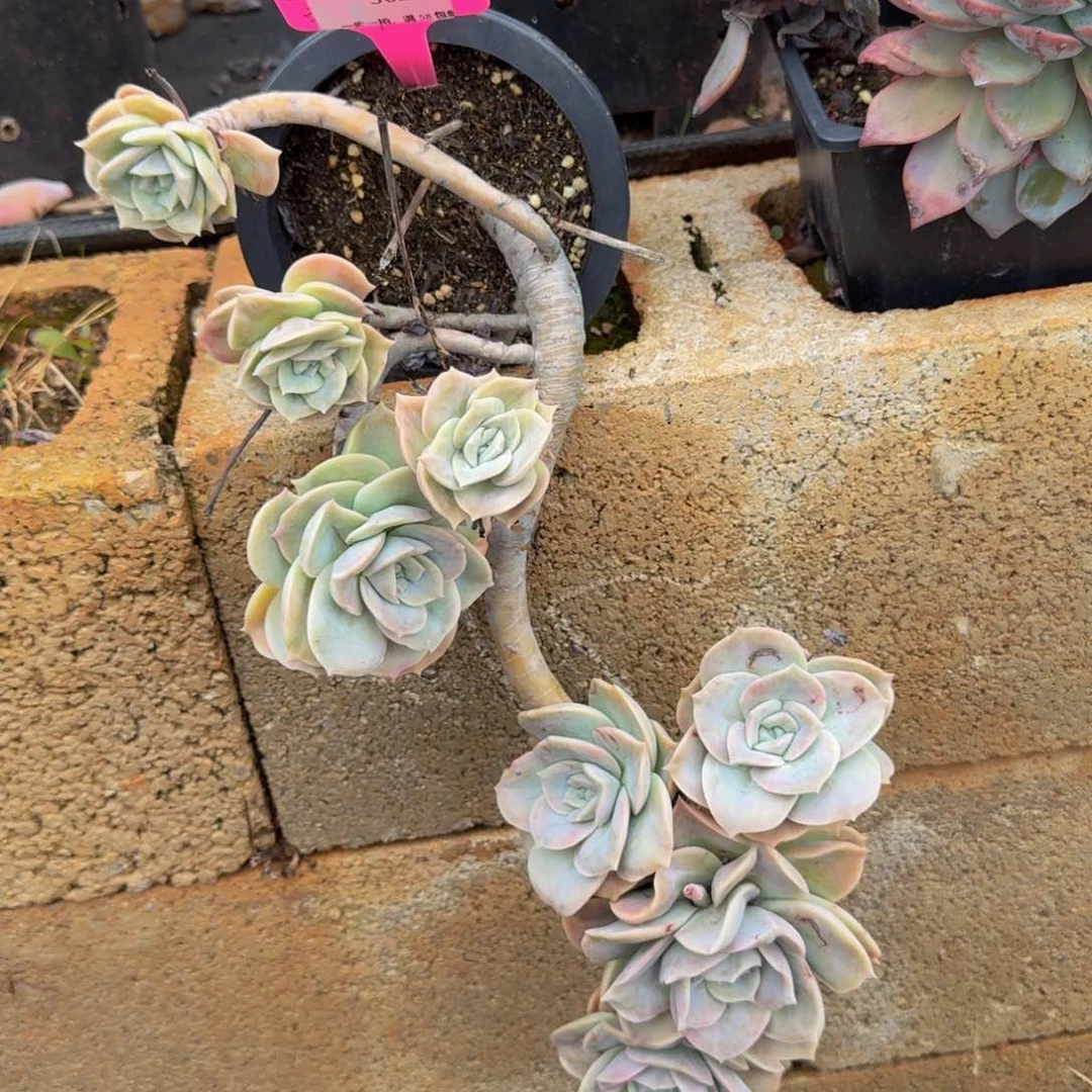 362可爱玫瑰铺肉肉肉肉肉