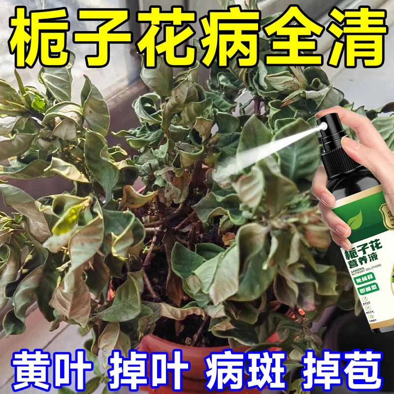 栀子花专用营养液苞大花香催花延长花期专治黄叶落叶不开花掉苞肥