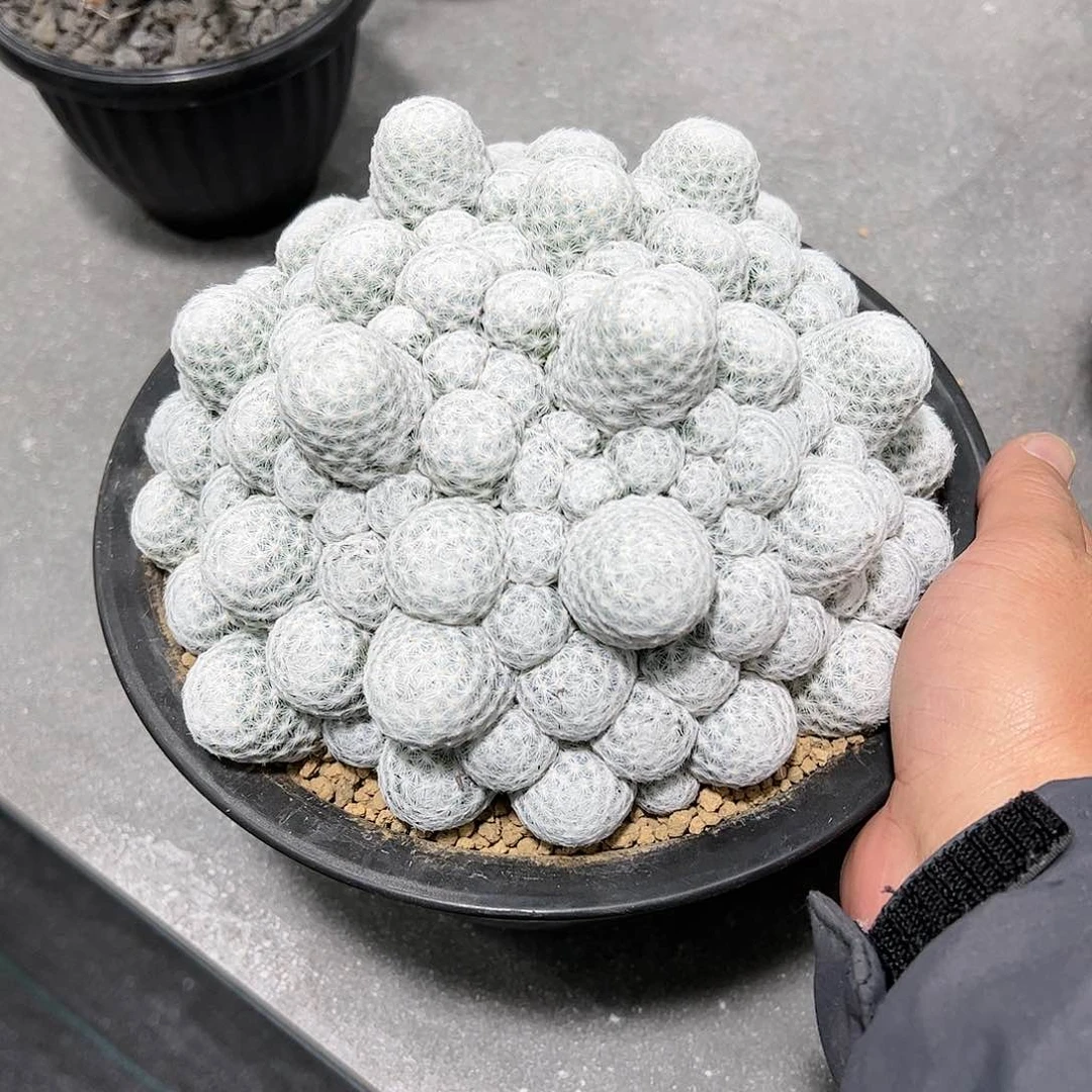 一*将姬春星大群生88888888