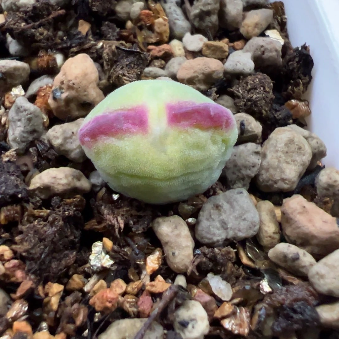 桃杂多肉多肉多肉