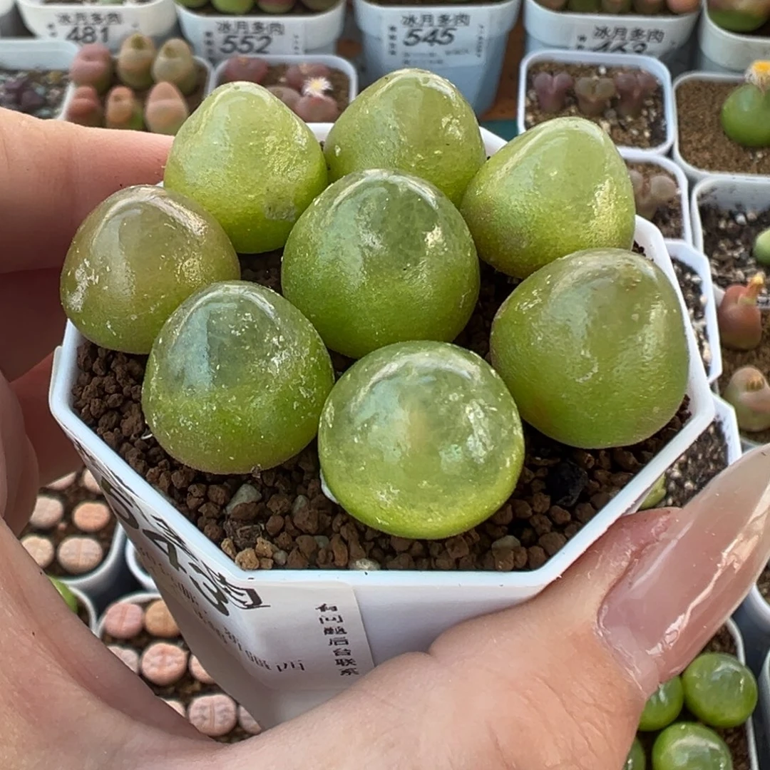 543灯泡八颗裸根发货