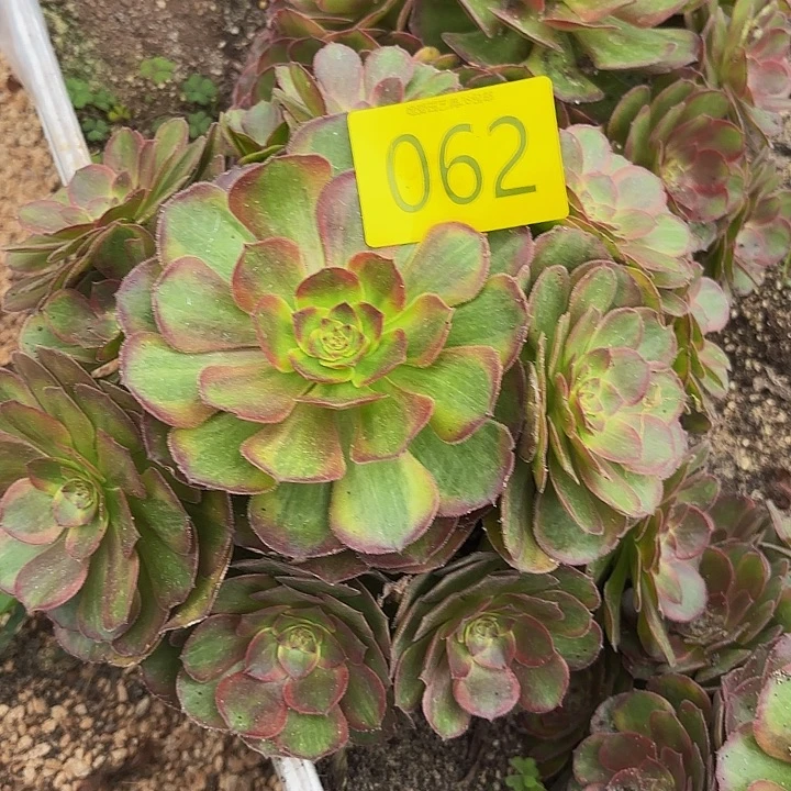 多肉植物福利来 062个
