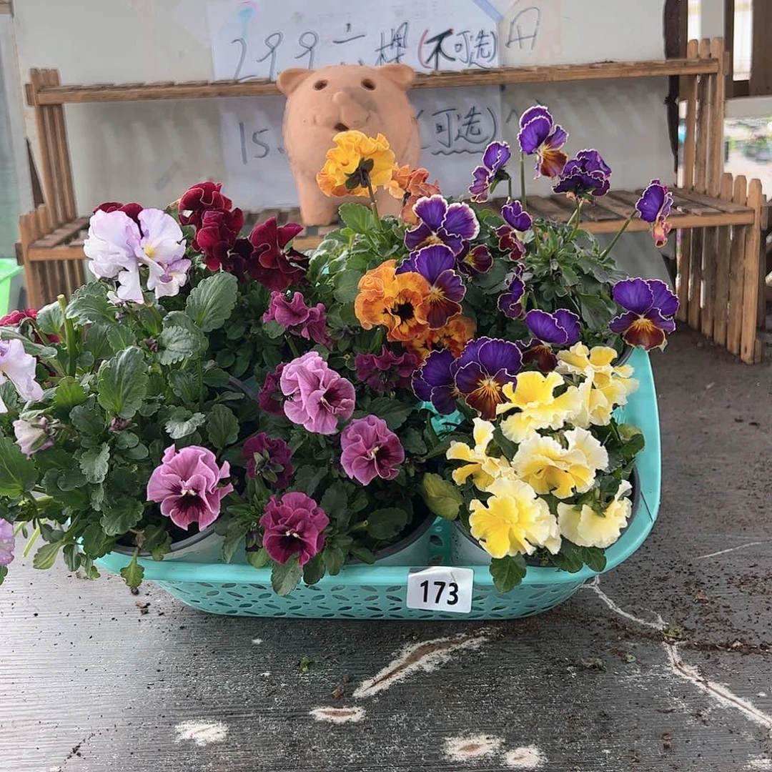 【闪购商品】173号