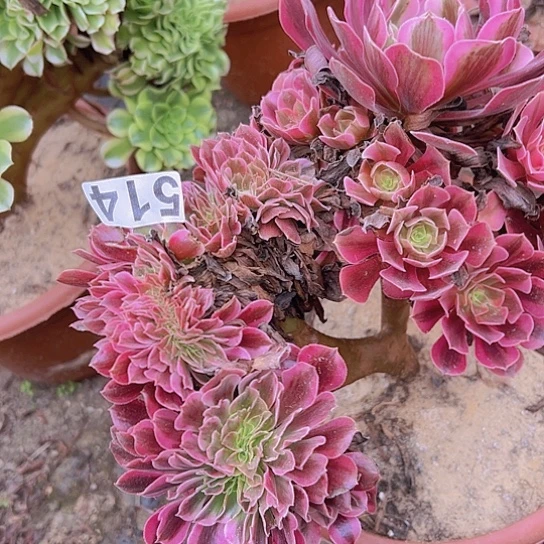 *****多肉植物一个美杜莎