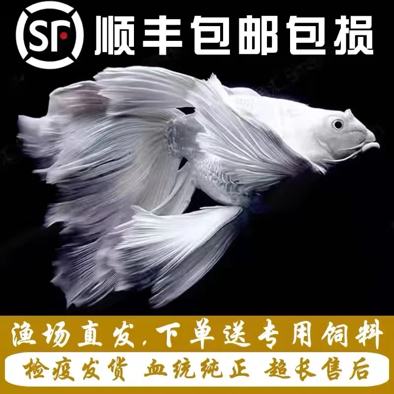纯种狮子头台湾蝴蝶鲤赛级白短球观赏鱼【包活】好养耐活活体发货