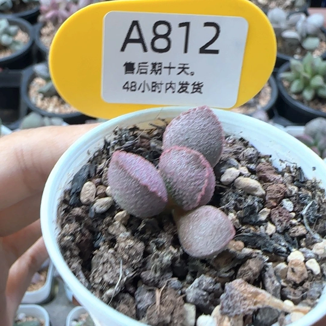 肥***猫红宝石。   812。 福利。