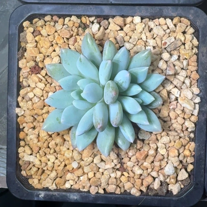 人鱼公主 双头 一物一拍