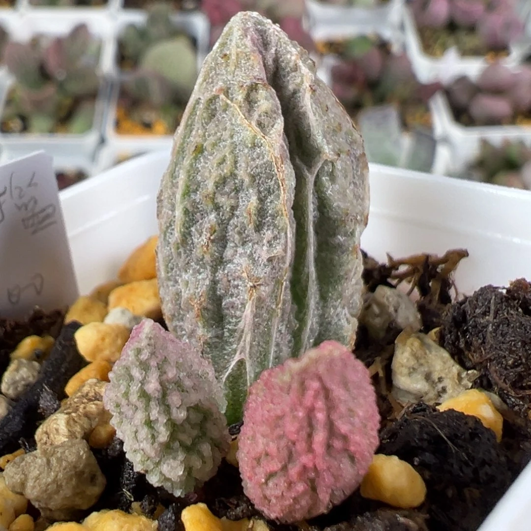 w甘蓝多肉植物水泡
