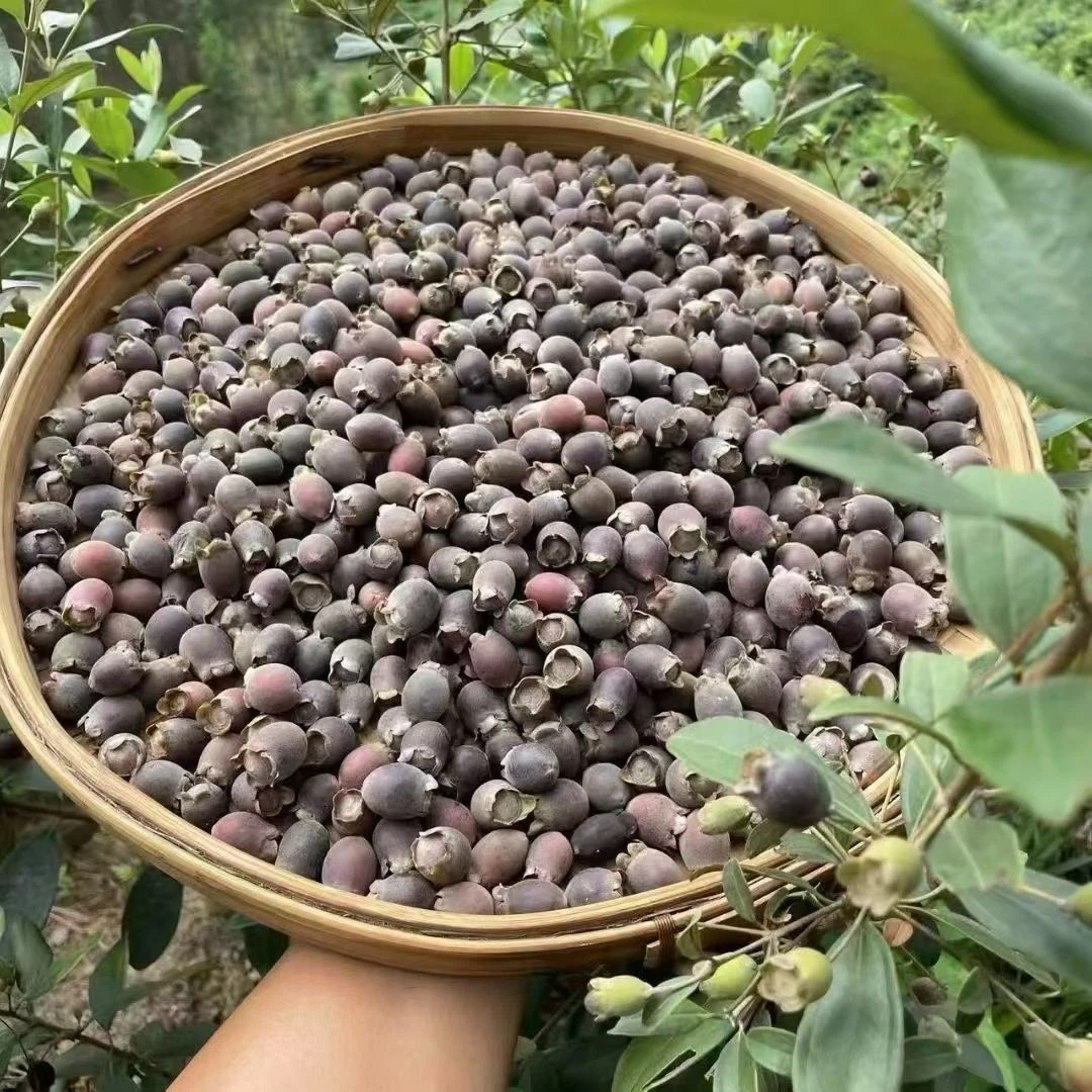 山捻子，桃金娘晒干