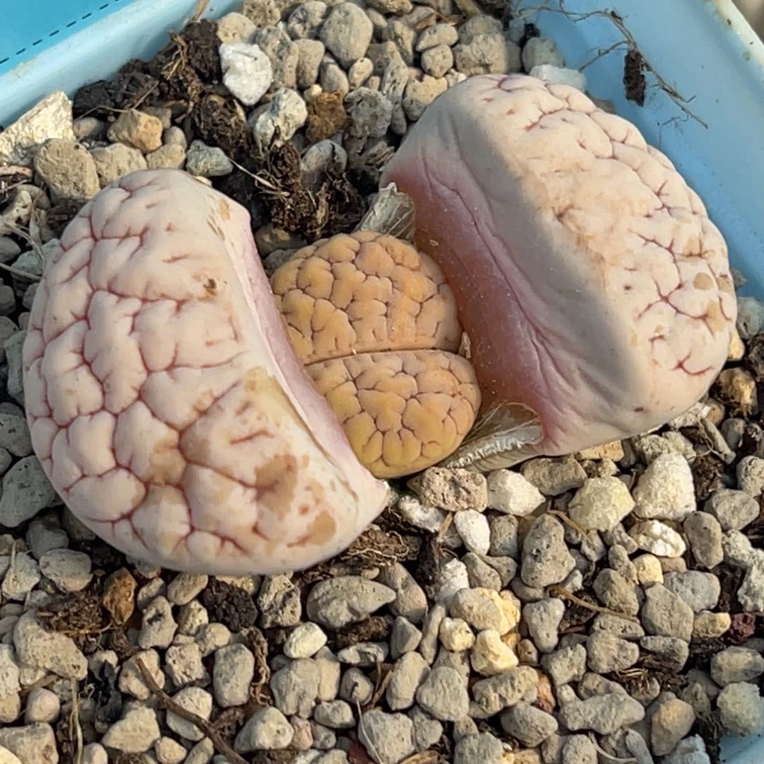 7395粉色脑纹189一颗