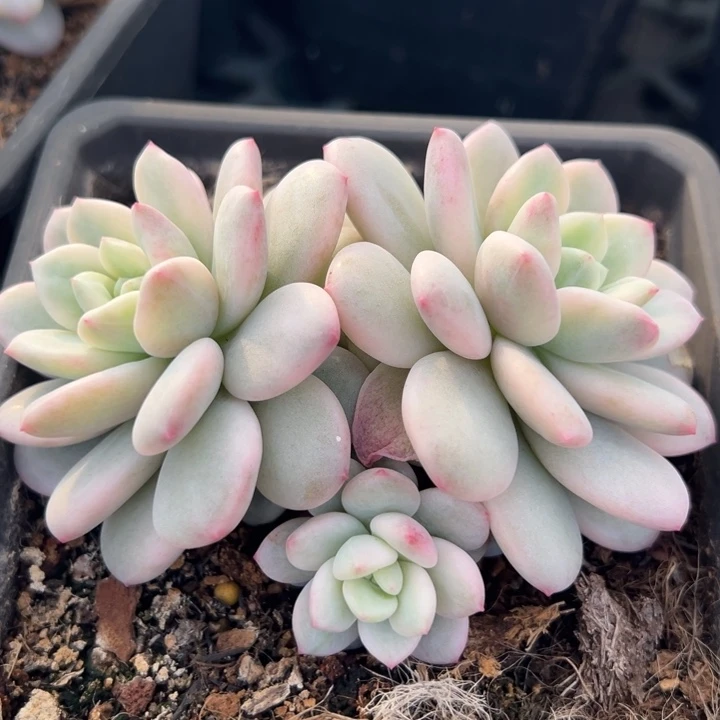 白马香水锦一物一拍锦龙