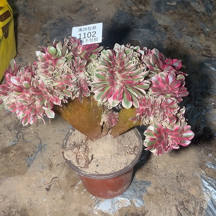 1102粉女巫缀多肉植物