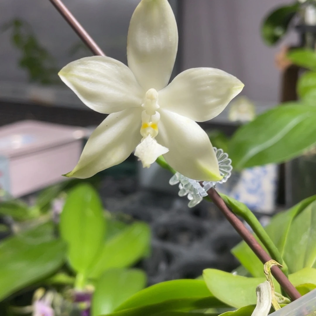 完全开放23叶瑕花期不保
