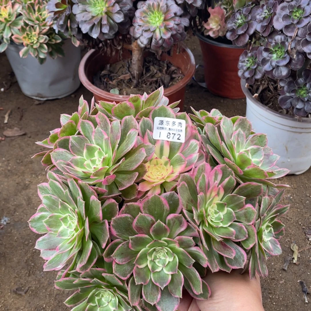 872万紫多肉法师断枝不包