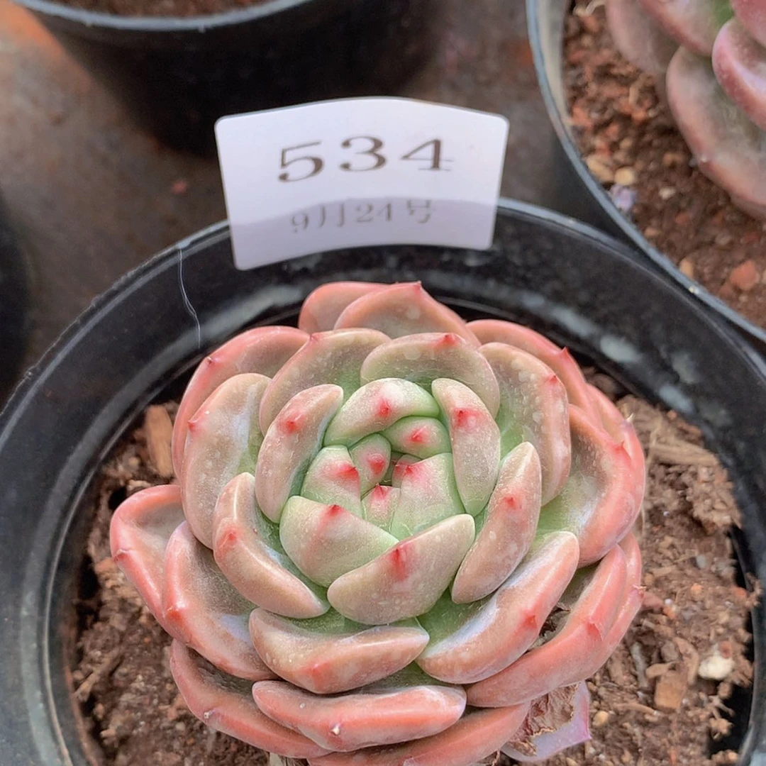 【闪购商品】云534号