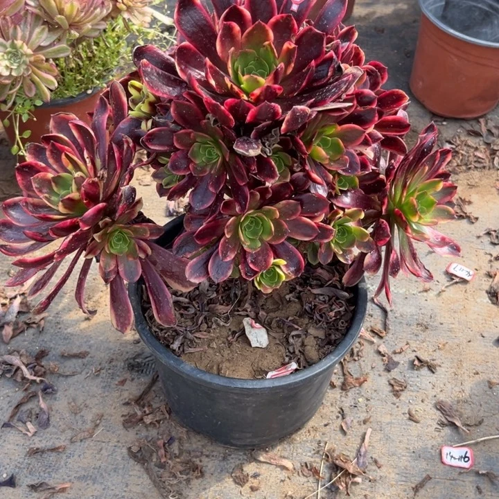 17-30欧嘉莉多肉z w