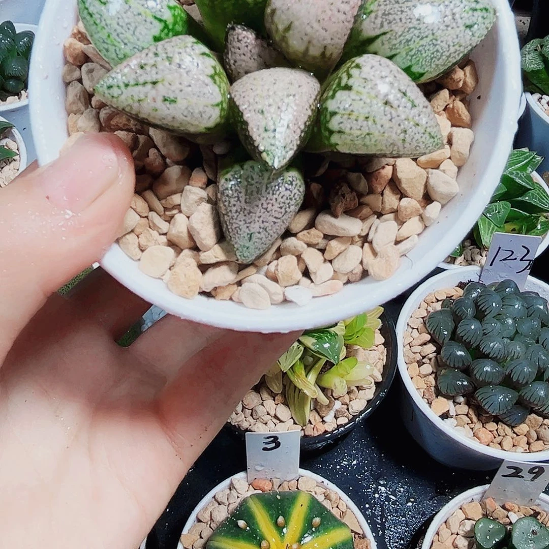 红宝石白银多肉植物6666