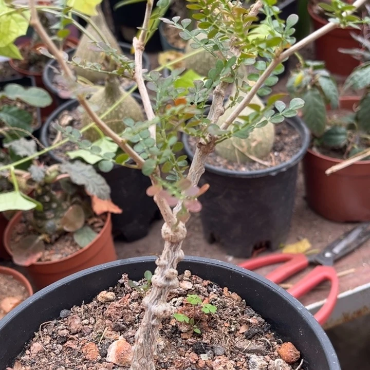 象足漆树一物一拍实生