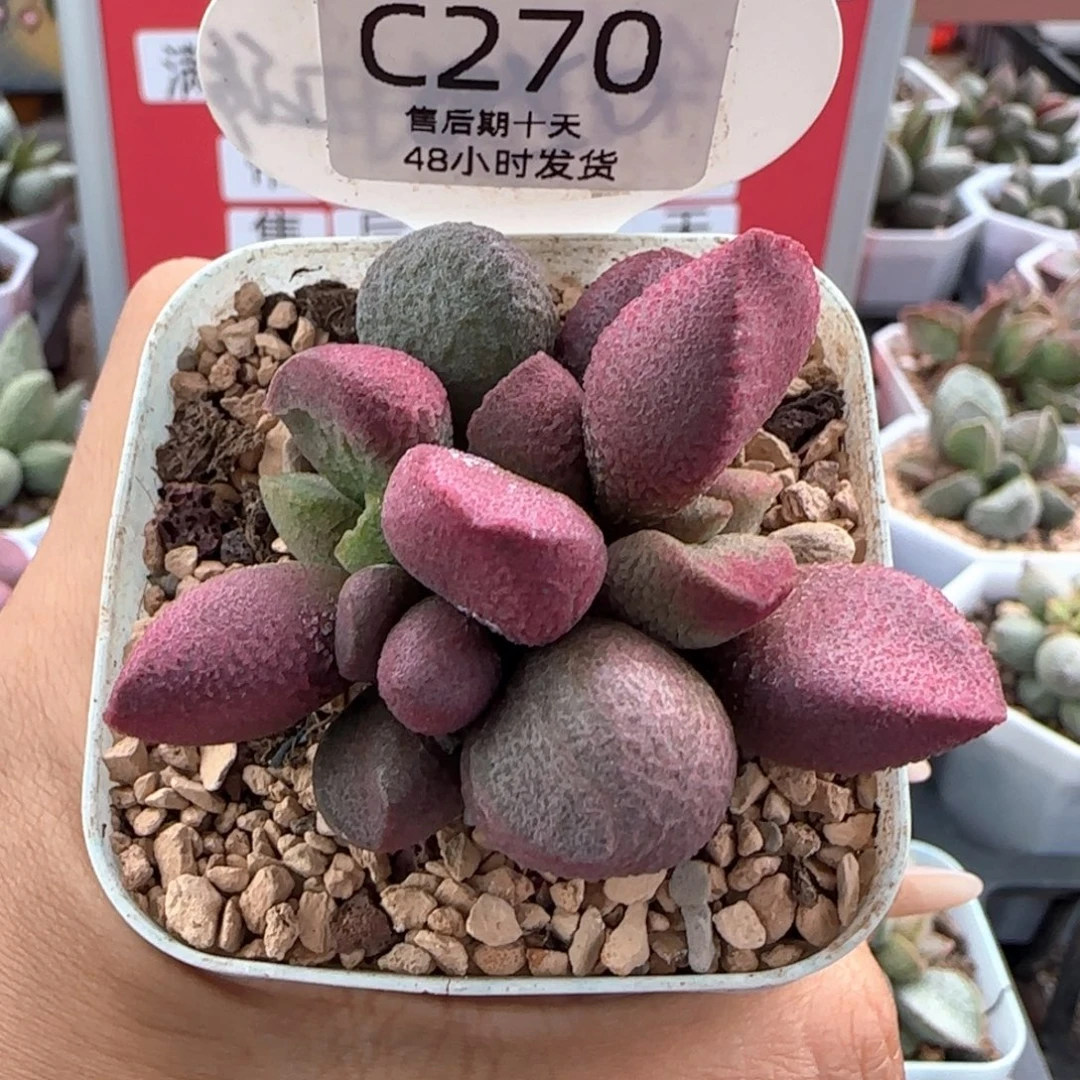 夏娃。   270。