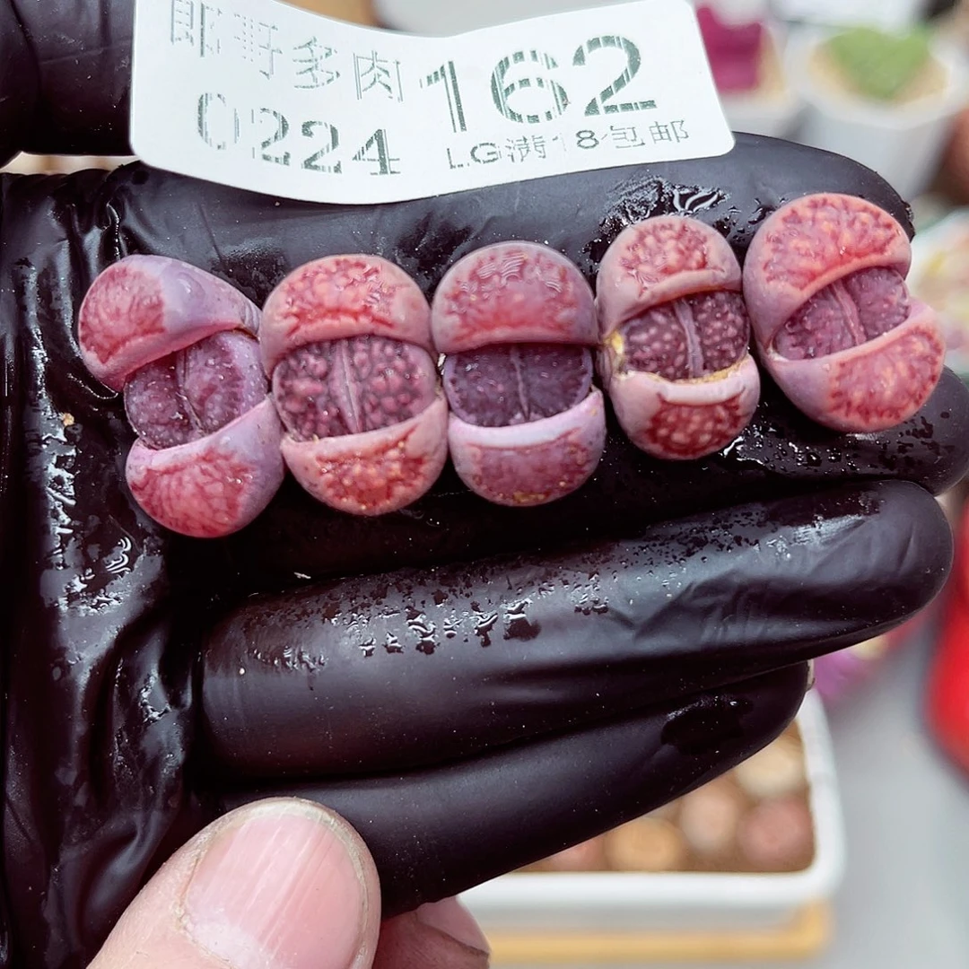 郎哥多肉生石花24-162