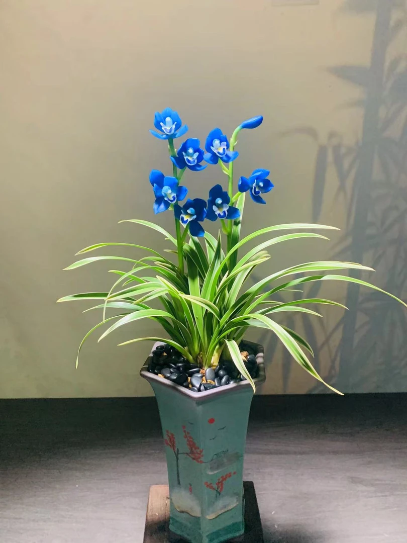 四季兰-金边蓝精灵- 矮种带金边 浓香型好养绿植花卉