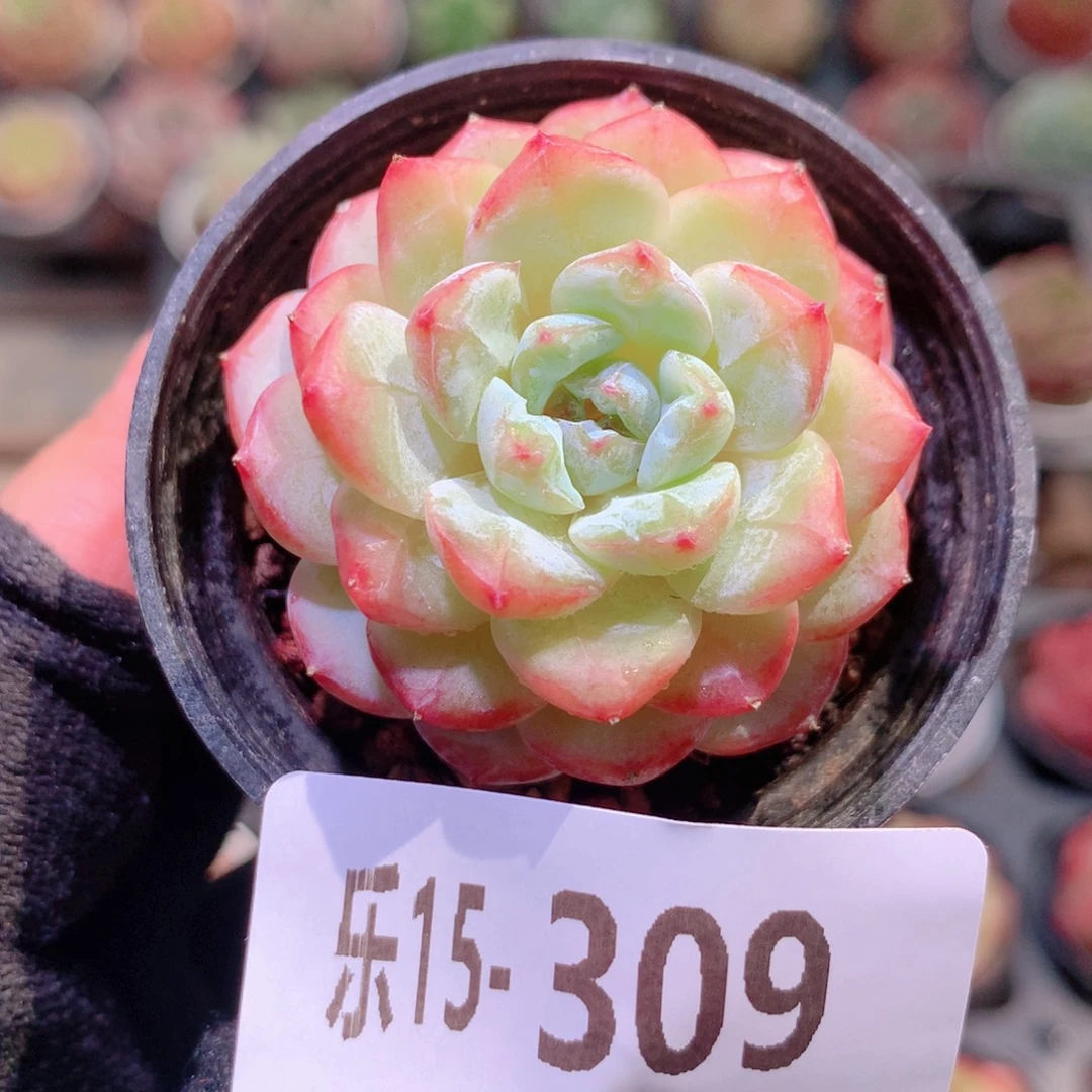 乐然15-309 雪颜玉
