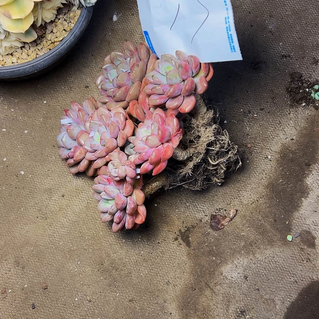 ****陌17号一物一拍脱土包邮