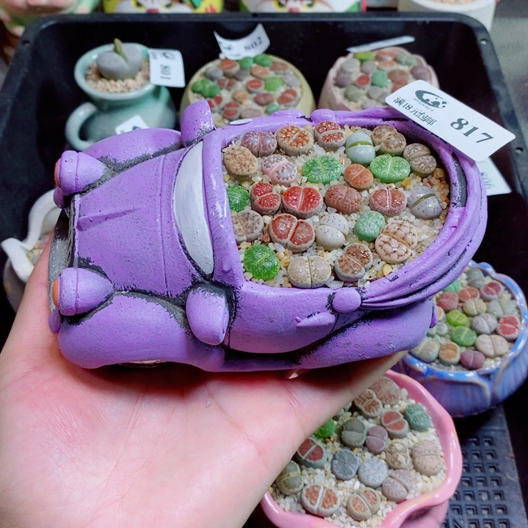 生石花花花花花817