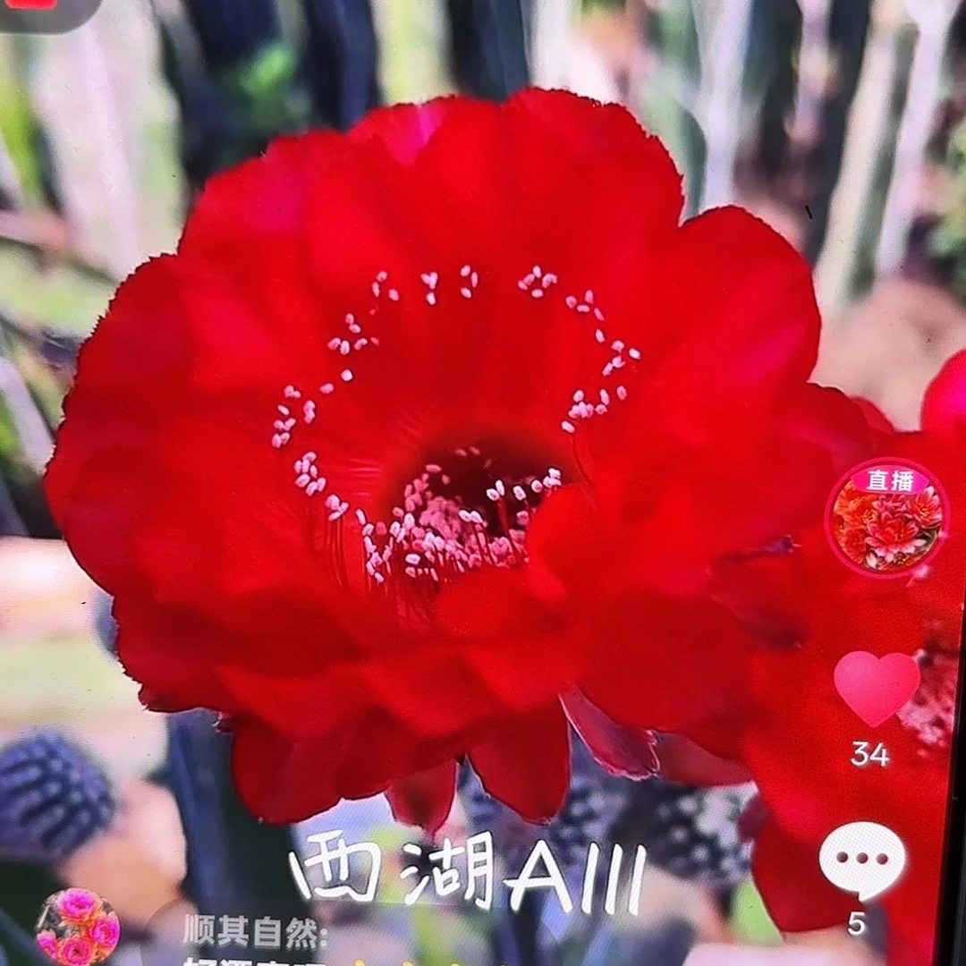 A111彩侧牙20包邮仙人球54