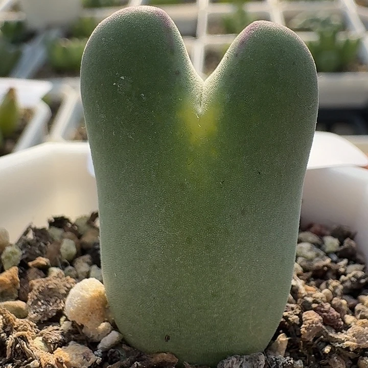 232 毛体少将 肉锥。