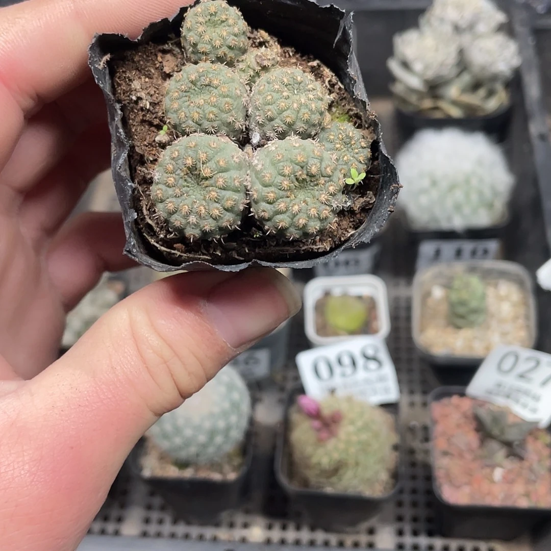 108士童（满18包邮）